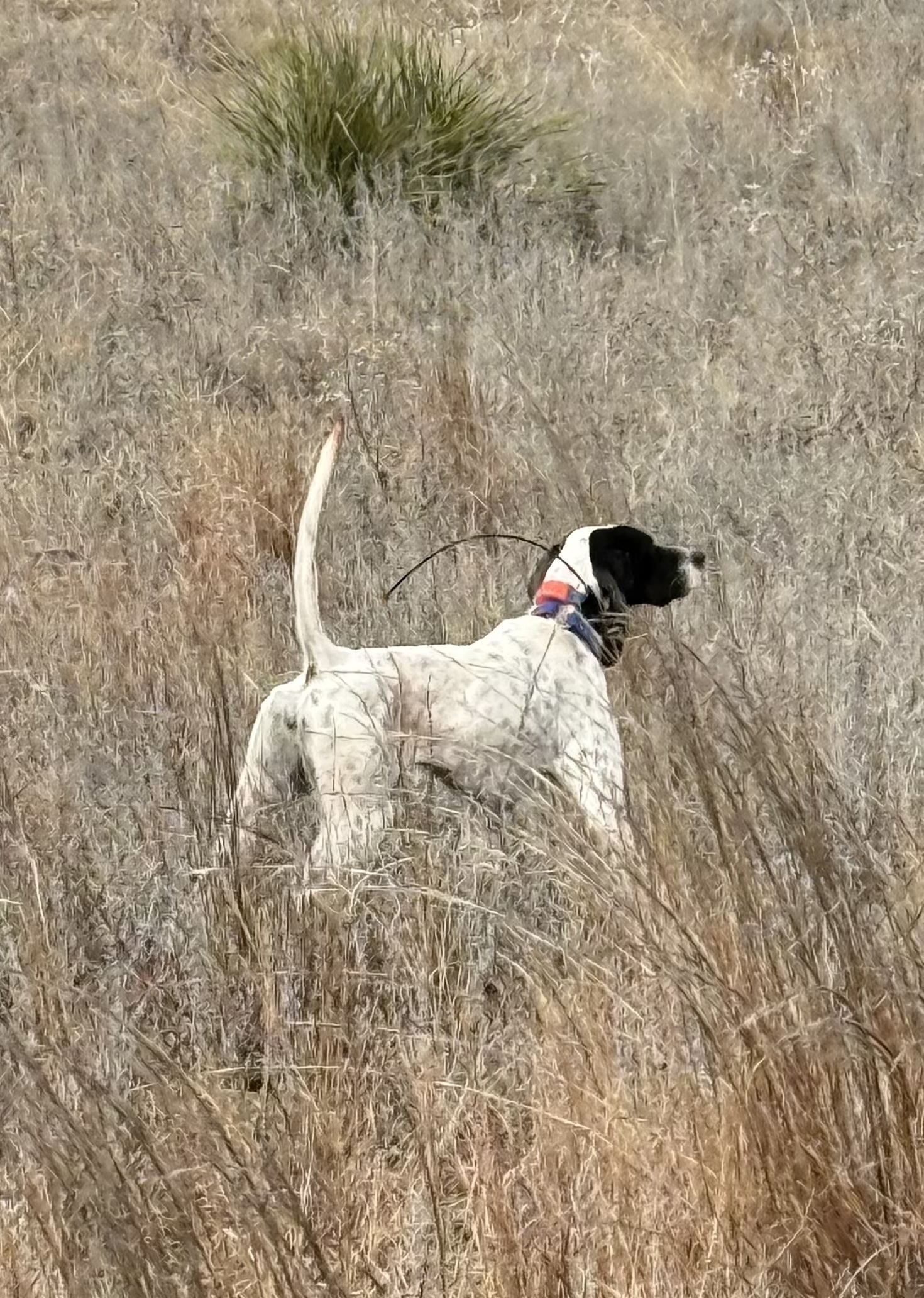 VALLEY VIEW BARSHOE BETTY