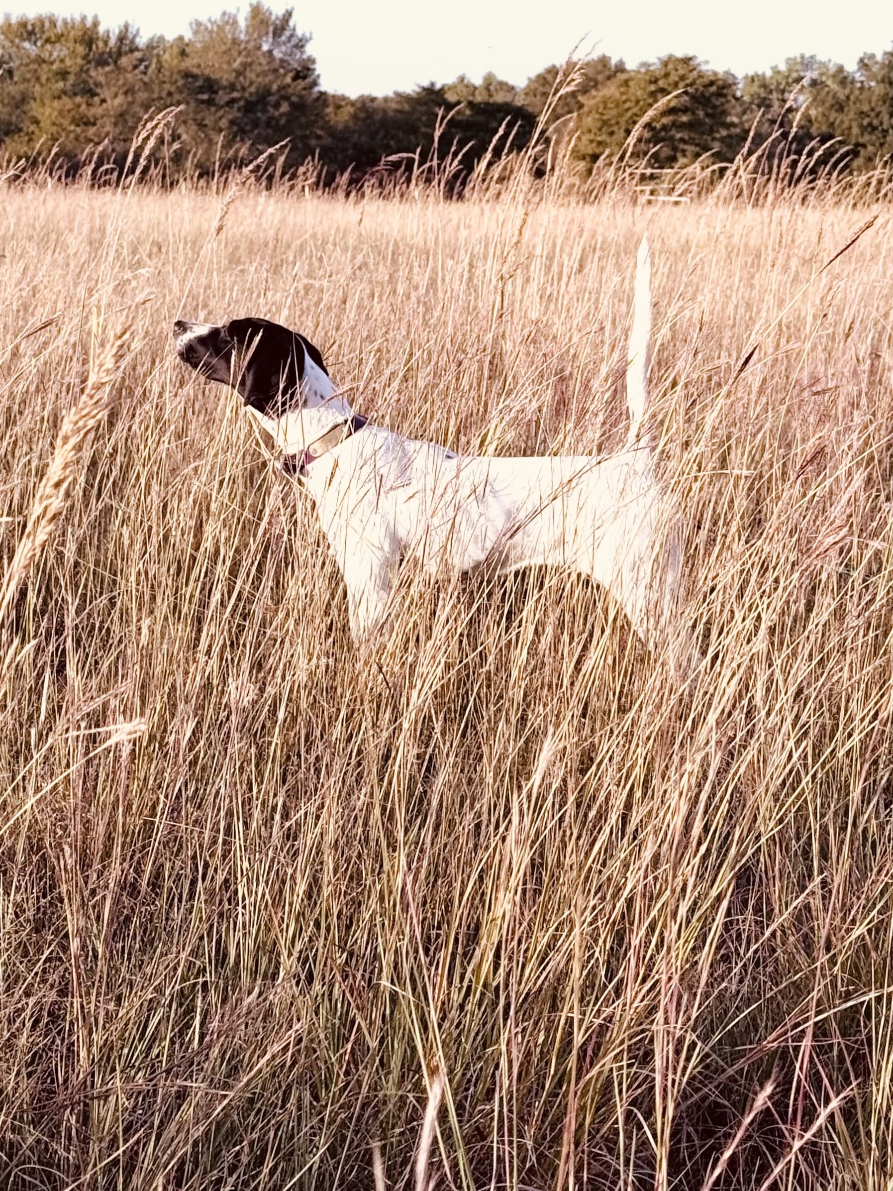 VALLEY VIEW BLACKHAWK BETH